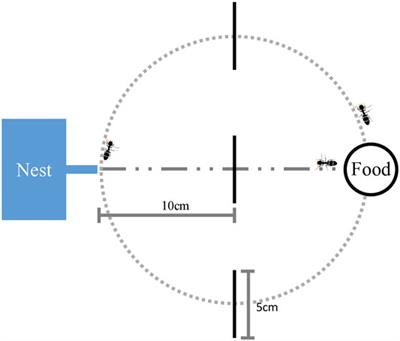 Ants Alter Collective Behavior After Feeding and Generate Shortcut Paths on a Two-Dimensional Foraging Area